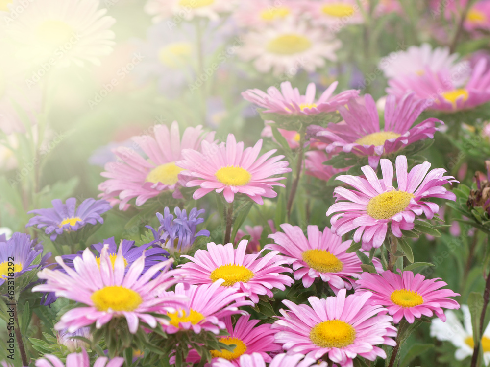 Aster blooms Aster blooms