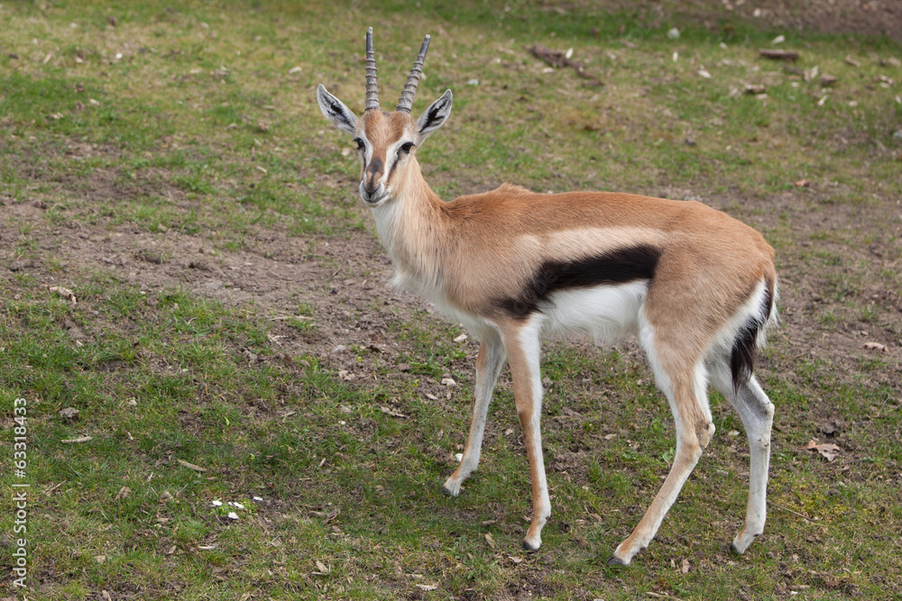 Antilope Antilope