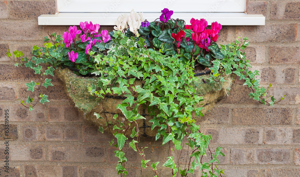 Winter and spring flowering hanging basket with trailing ivy cyc