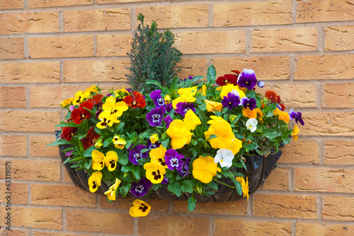 Φωτογραφία Winter and spring flowering hanging basket with trailing ivy pan