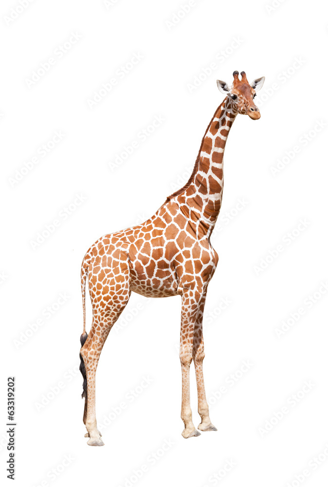 Giraffe to the utmost. It is isolated on the white