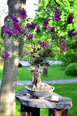 Papier peint photo Lilas Bonsaï de lilas commun fleuri  © aggata