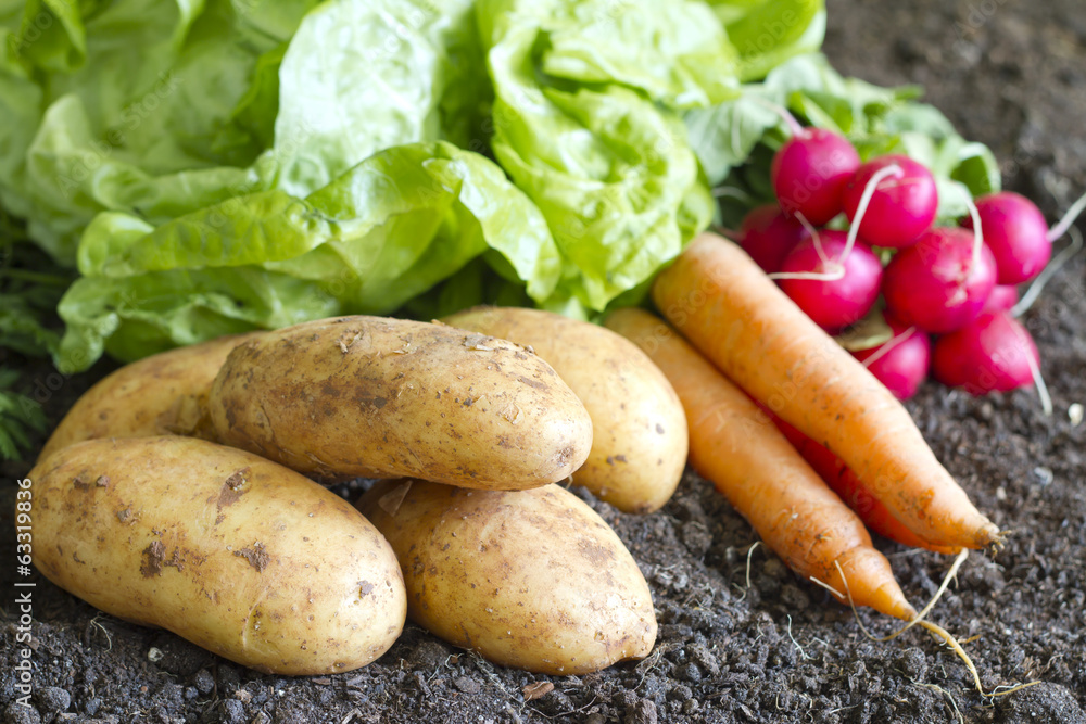 Fresh organic potatoes on the soil in the garden Fresh organic potatoes on the soil in the garden