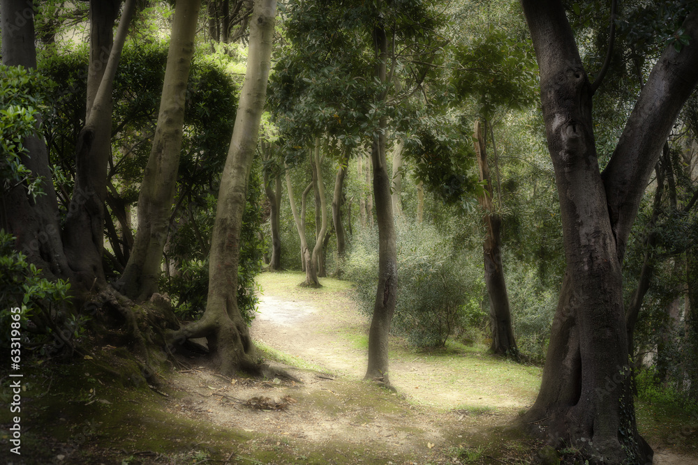 Obraz premium Path through Enchanted Autumn Forest