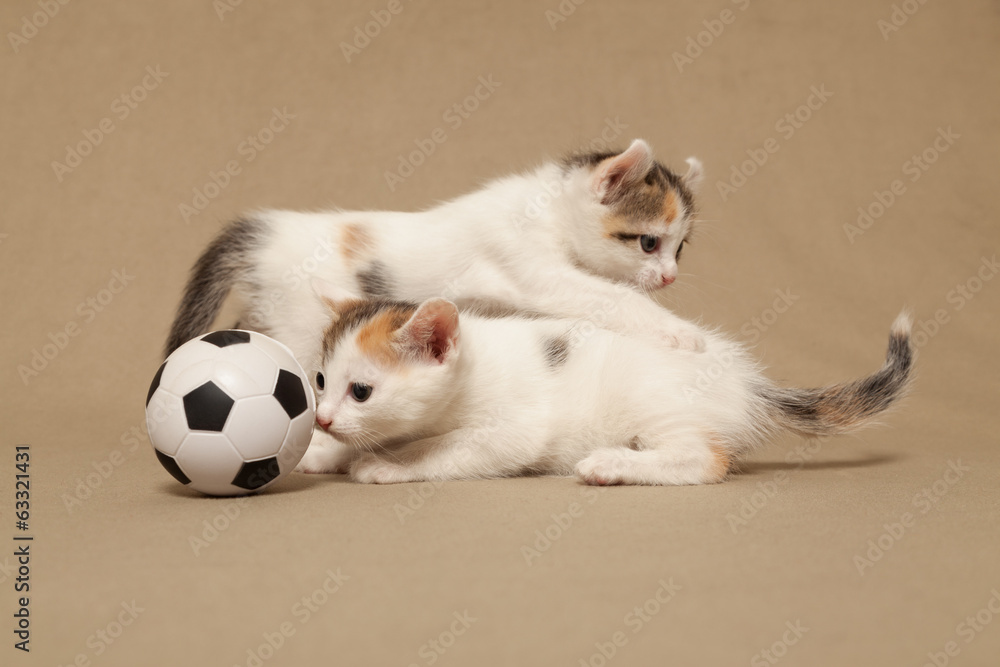 Fototapeta premium Two small spotted kitten plays with a football
