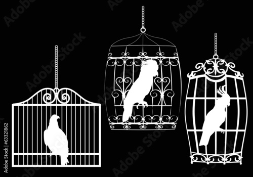 collection of birds in cages on black