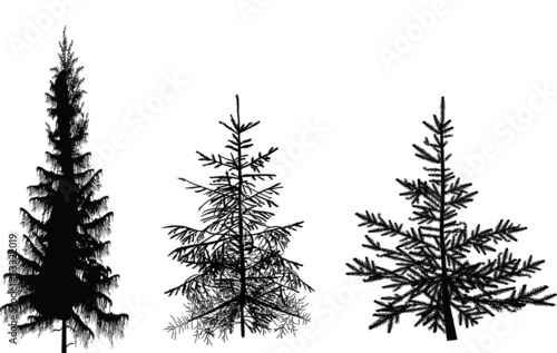 three fir silhouettes isolated on white