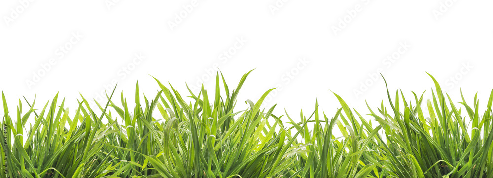 fresh green grass , isolated fresh green grass , isolated
