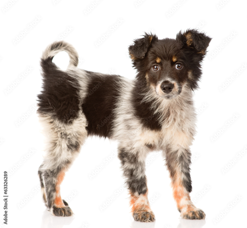 Fototapeta premium young mixed breed dog in full height. isolated on white 