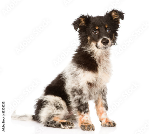Fototapeta young mixed breed dog looking at camera. isolated on white