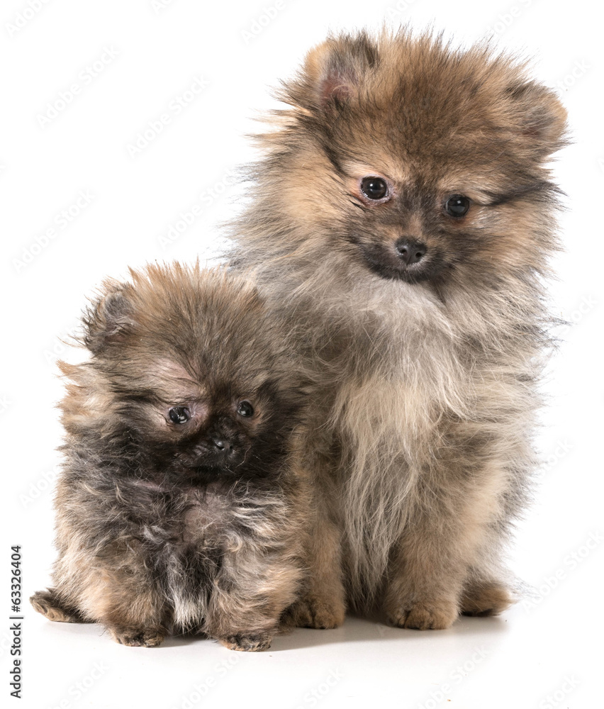 Obraz premium pomeranian puppies