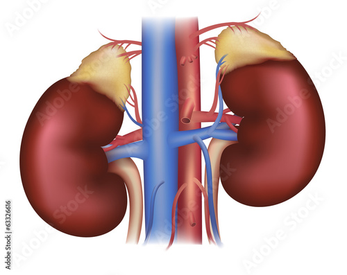 Kidneys and adrenal glands, blood supply