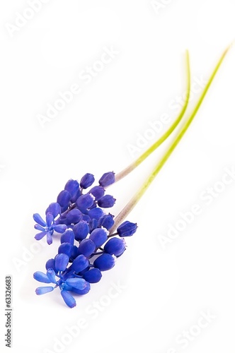 Muscari flower