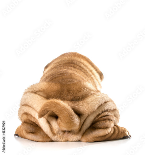 Slika na platnu dog bum