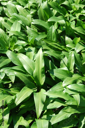 Ramsons - edible, but similar to poisonous