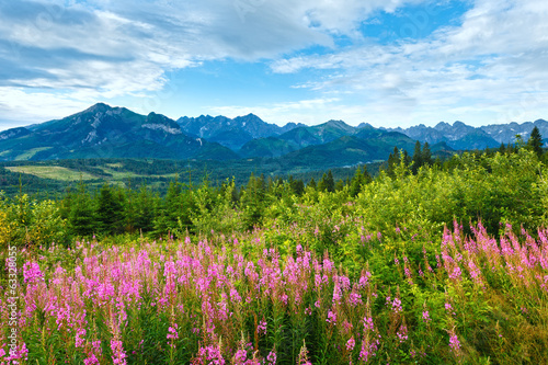 Summer morning mountain landscape with pink flowers (Poland) © wildman