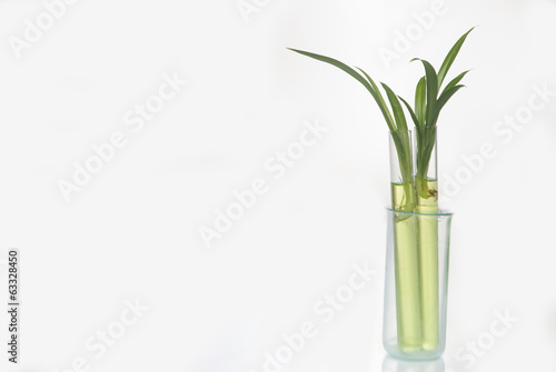 Wallpaper Mural plantlet Torontodigital.ca