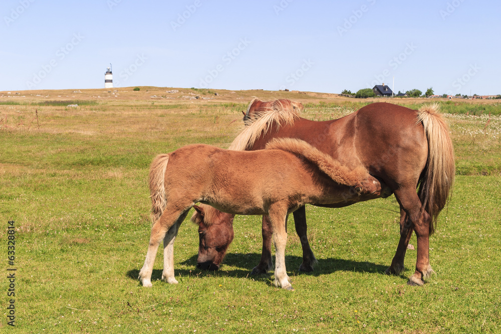 Foal suckling