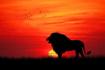 Keuken achterwand Rood Afrikaanse leeuw bij gouden zonsondergang  © adrenalinapura