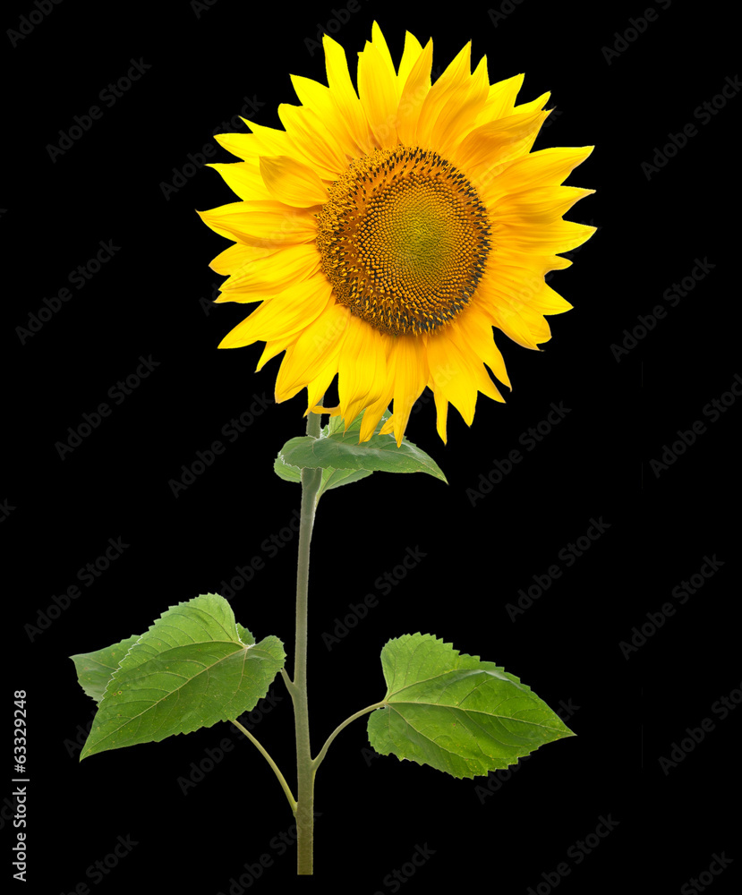 Fototapeta premium Sunflower isolated on black background.