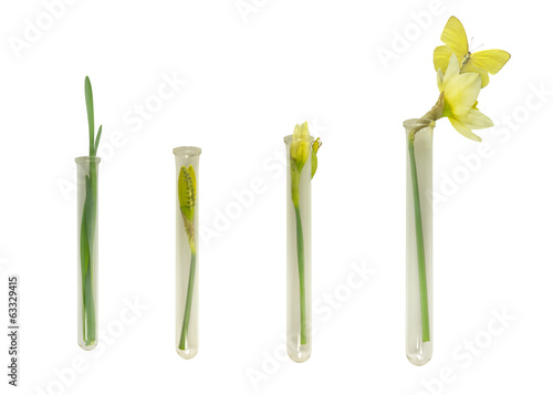 Fototapeta Naklejka Na Ścianę i Meble -  Narcissus and Butterfly Growth in Culture Tubes