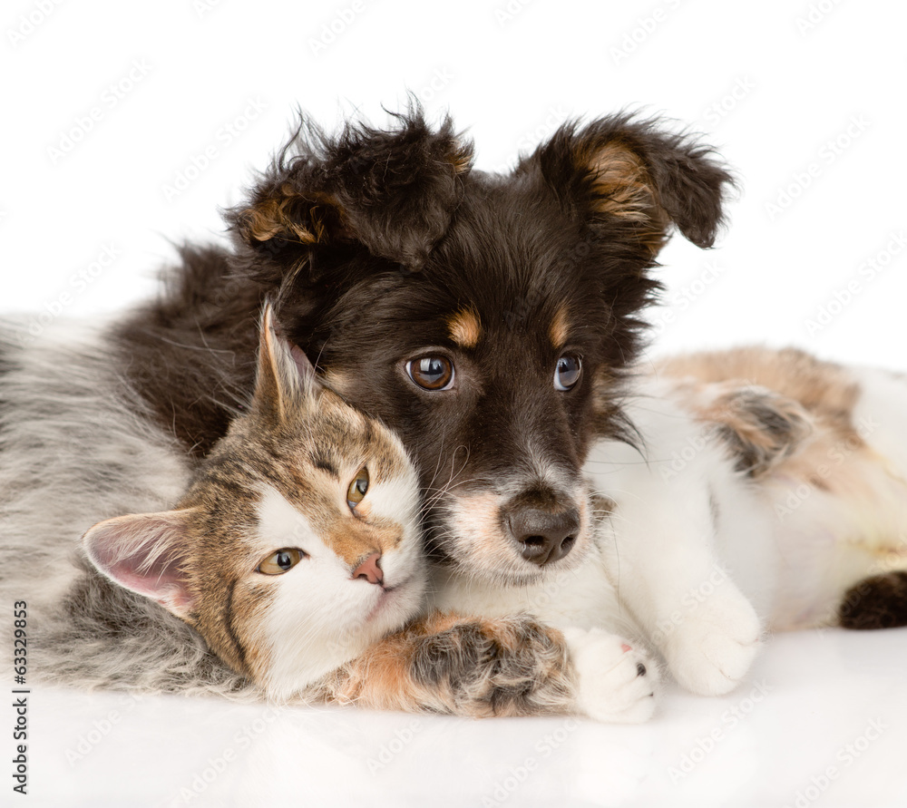 close-up dog with cat together. isolated on white background