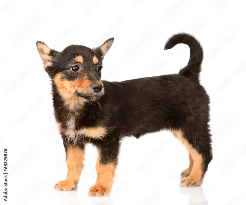 tiny mixed breed puppy dog in full height. isolated on white 