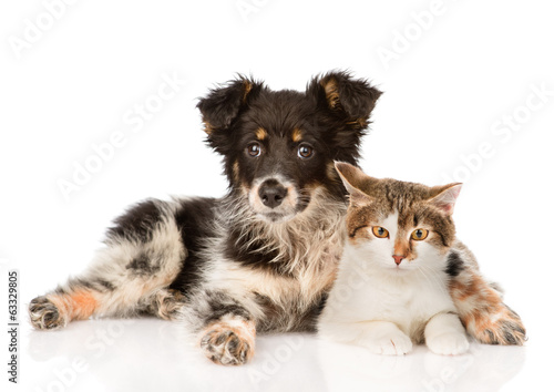 mixed breed dog and hugging cute cat. isolated on white 