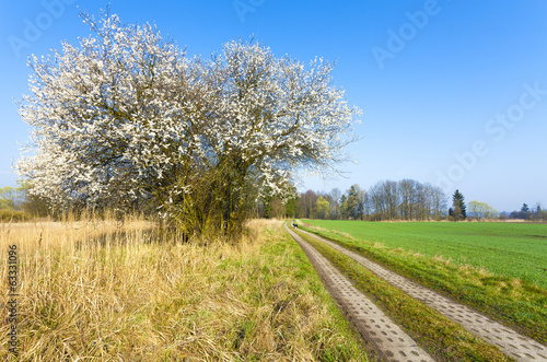 Countryside road view with tree in blossom in the spring.