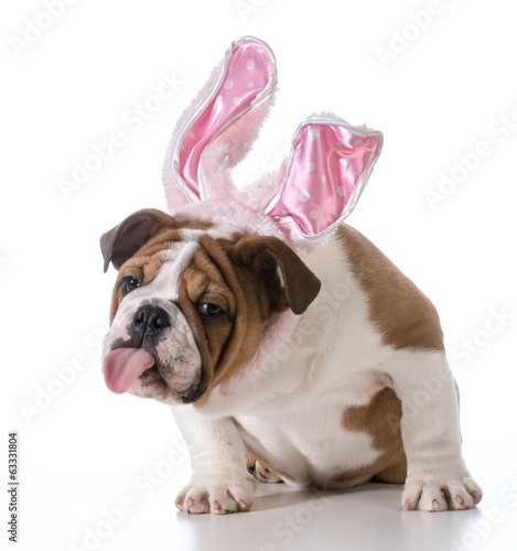 easter dog © Willee Cole