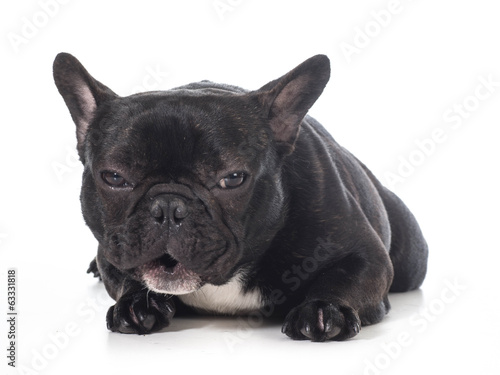 Fototapeta Naklejka Na Ścianę i Meble -  french bulldog