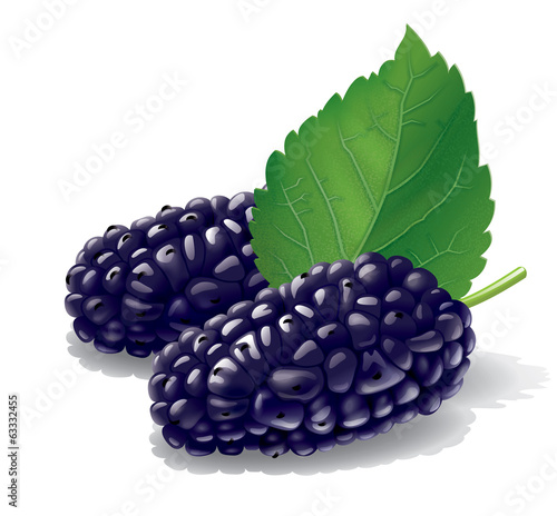 Black Mulberry illustration photo