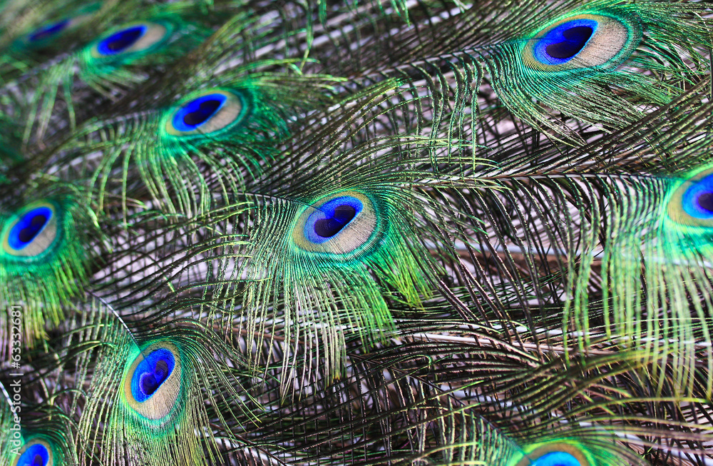 Fototapeta premium Peacock feather