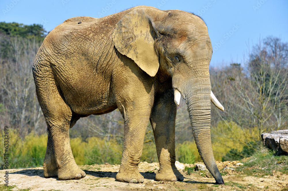 Fototapeta premium Eléphant de savane (mâle)