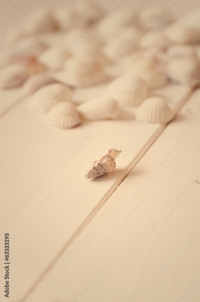 Obraz premium Sea shells