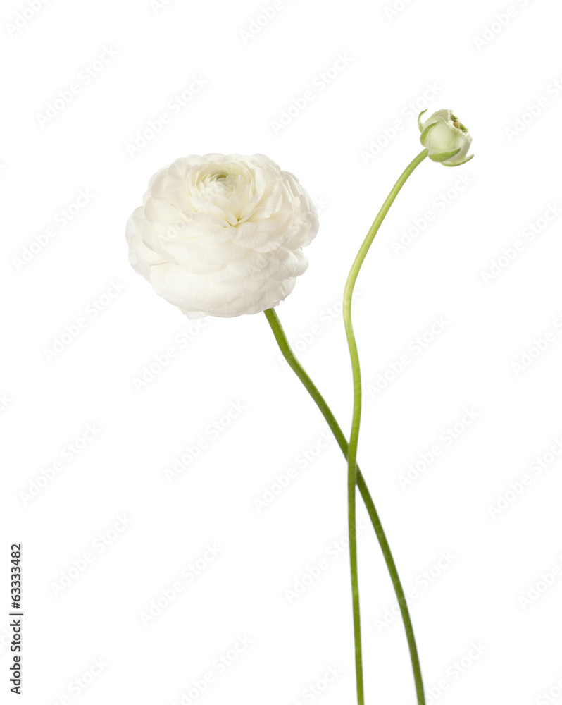 Naklejka premium Ranunculus isolated on white.