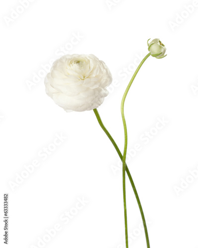Obraz na płótnie Ranunculus isolated on white. w salonie