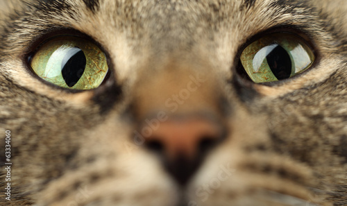 Quadro su tela Cat's eyes