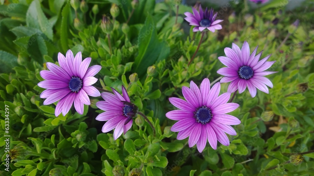 Fototapeta premium Daisies, flowers