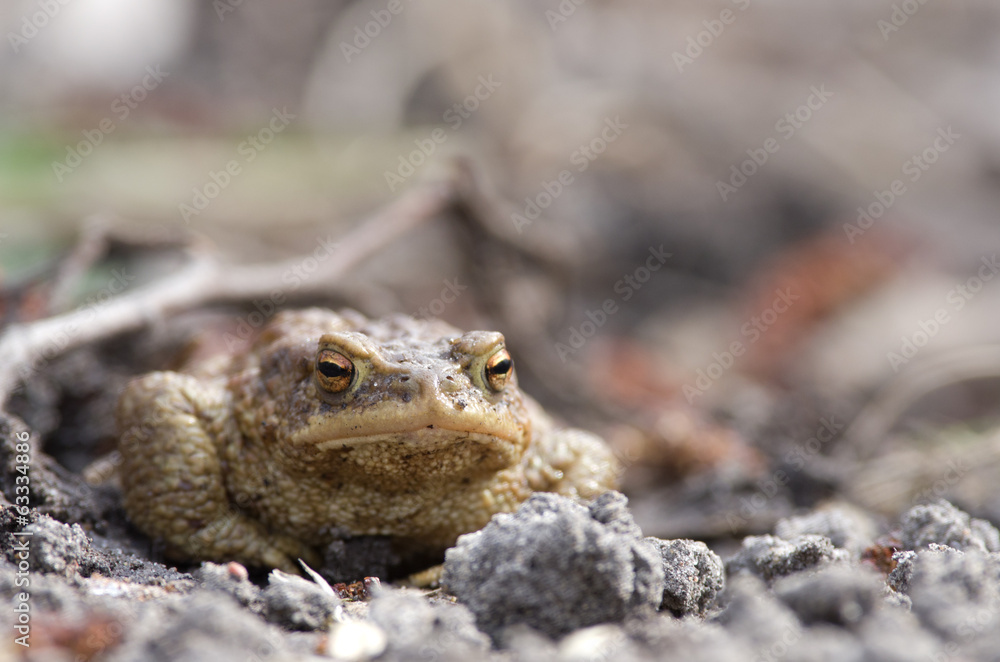 Naklejka premium Ropuch szara