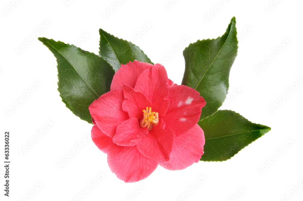 Fototapeta premium Red Camellia