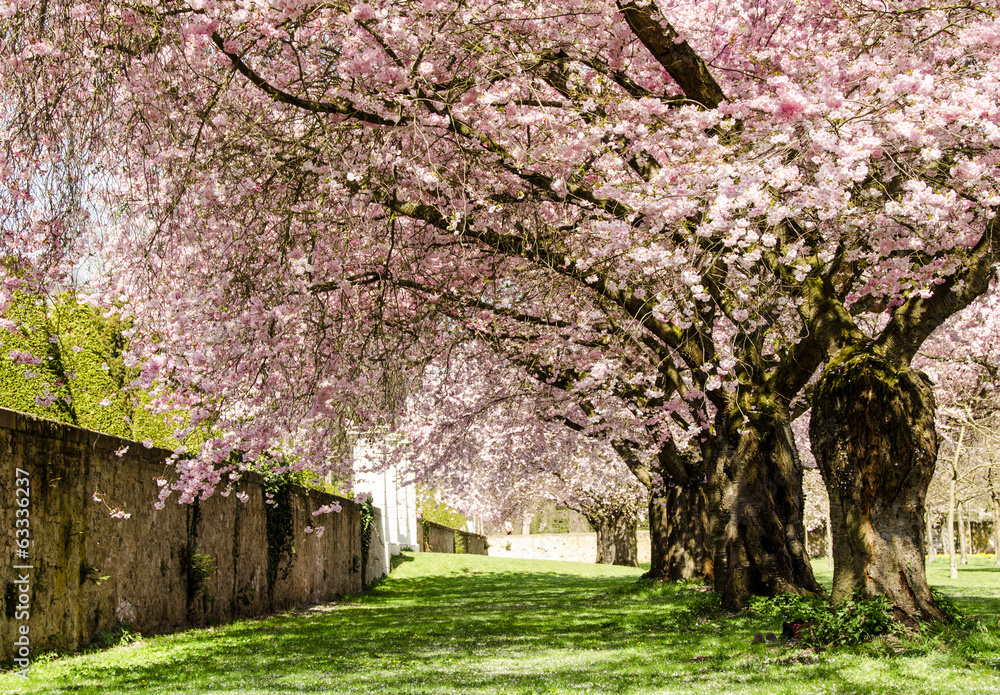 Schöner alter Park mit Japanischen Kirschblüten :) Schöner alter Park mit Japanischen Kirschblüten :)