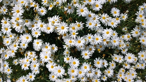 Daisies, flowers