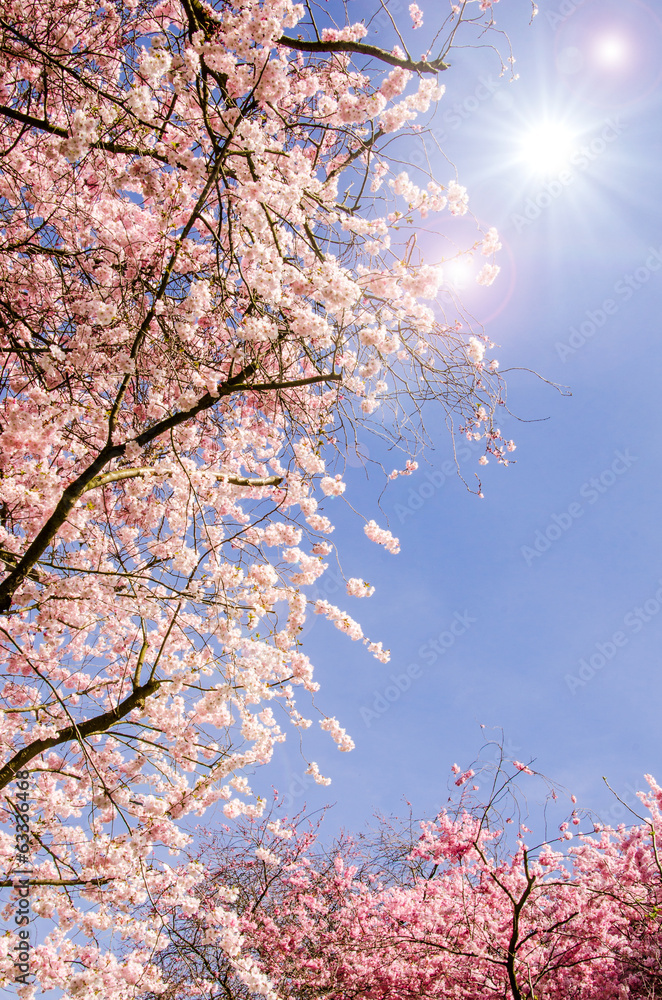 Japanische Kirschblüten und frischer Frühlings-Himmel :)