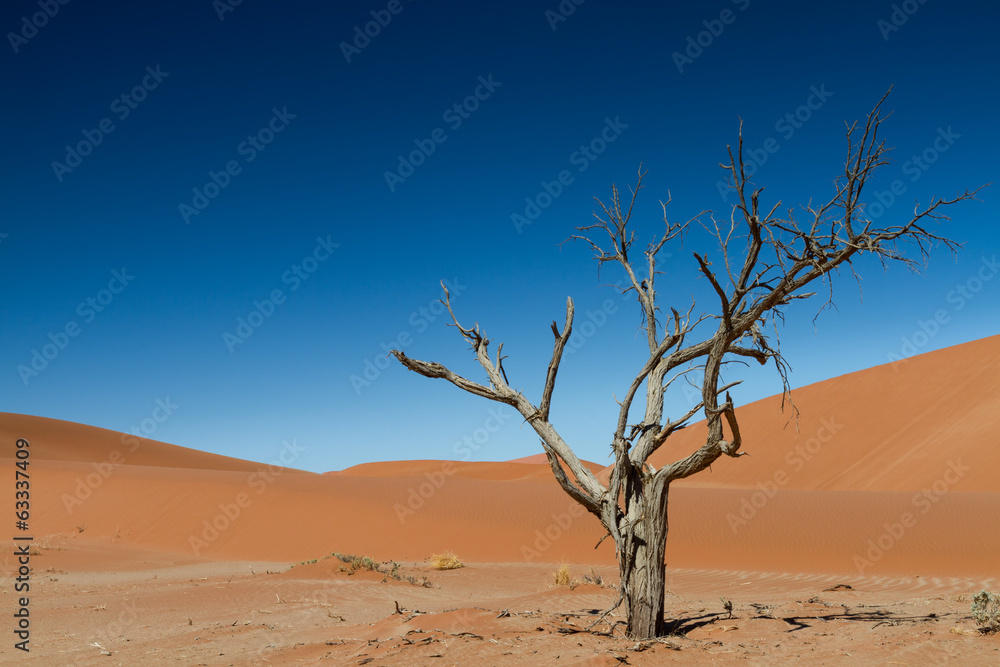 The last tree in the desert