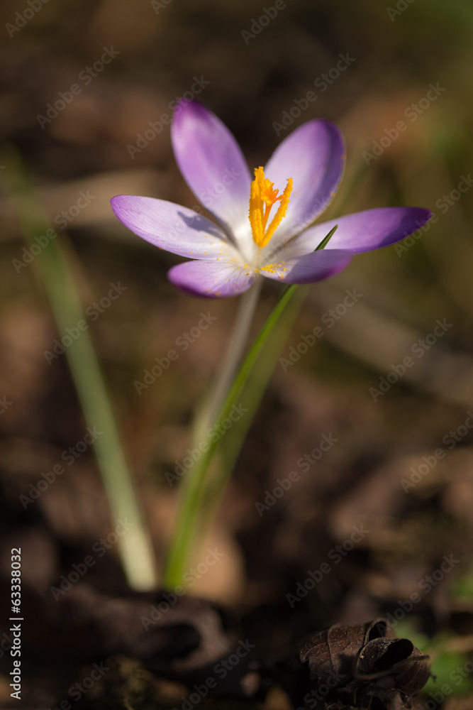 Krokus Krokus