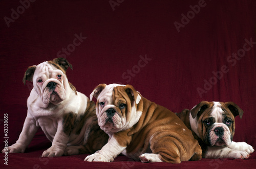 English Bulldogs