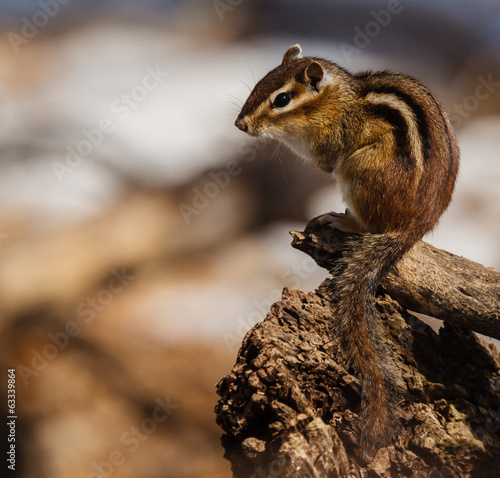 High Perch Chipmunk © agapeoutdoors