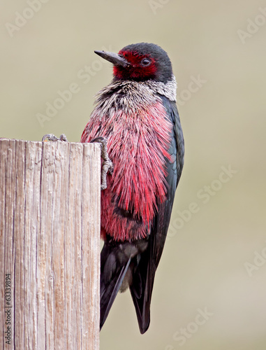 Lewis's Woodpecker photo