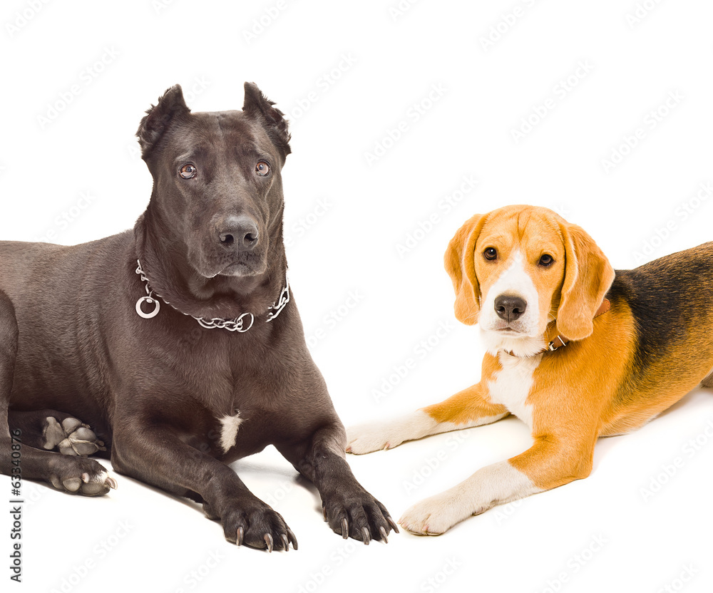Portrait of a Staffordshire terrier and beagle Portrait of a Staffordshire terrier and beagle